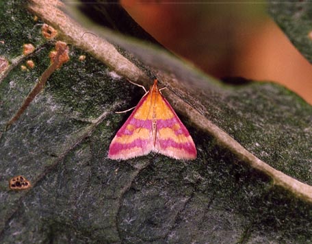 Rhodostrophia?